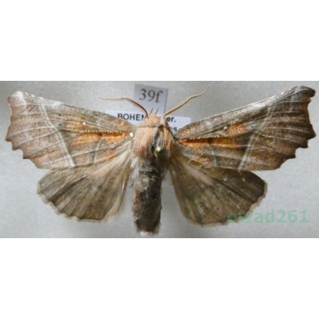 Scoliopteryx libatrix (Linnaeus, 1758) Szczerbówka ksieni Czech39f